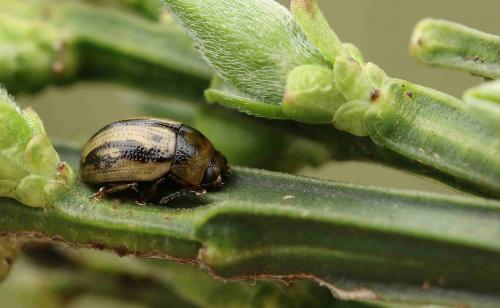 Gonioctena olivacea